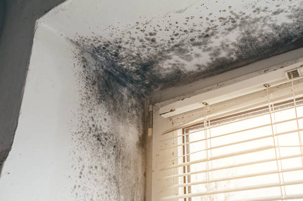 Affordable Basement Mold Removal solutions in Springfield, KY