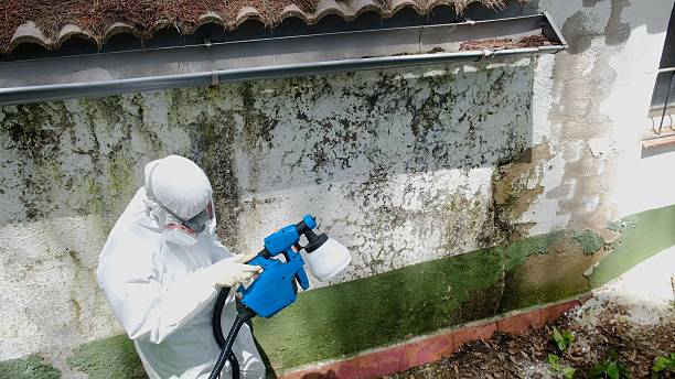 Top rated local Basement Mold Removal specialists in Springfield, KY